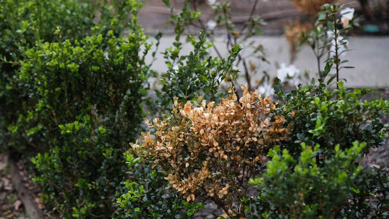 Get It Growing: Beware! Boxwood shrubs may have a deadly disease